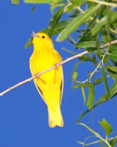 829 - YELLOW WARBLER (4-30-2016) patagonia lake, santa cruz co, az -04