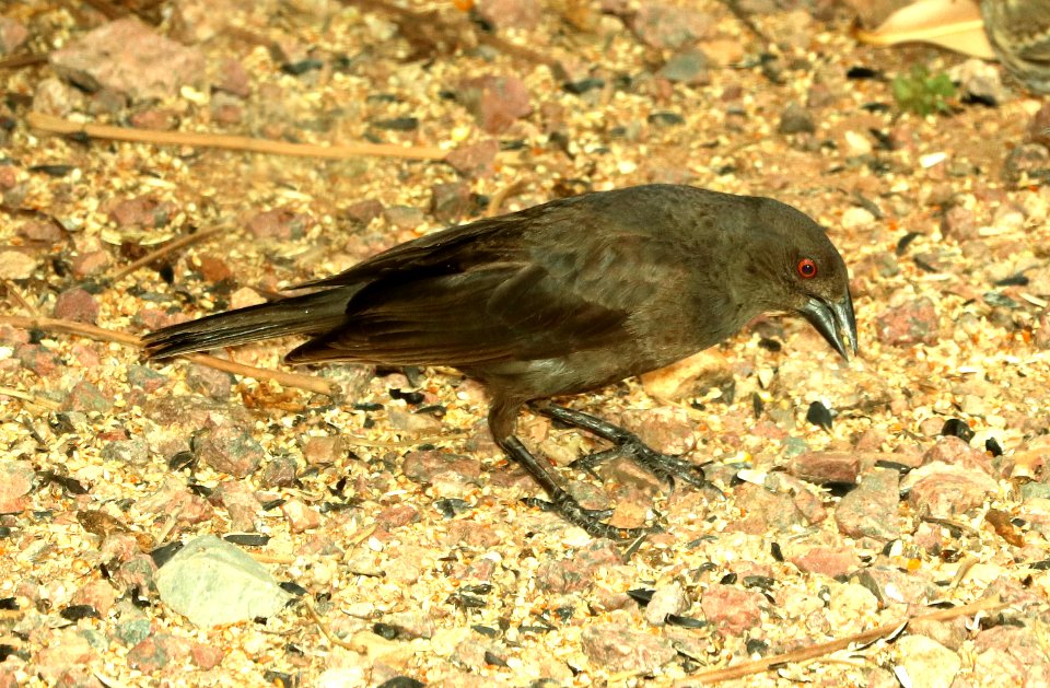 941 - BRONZED COWBIRD (8-15-2018) 78 circulo montana, lake patagonia ranch estates, santa cruz co, az -02