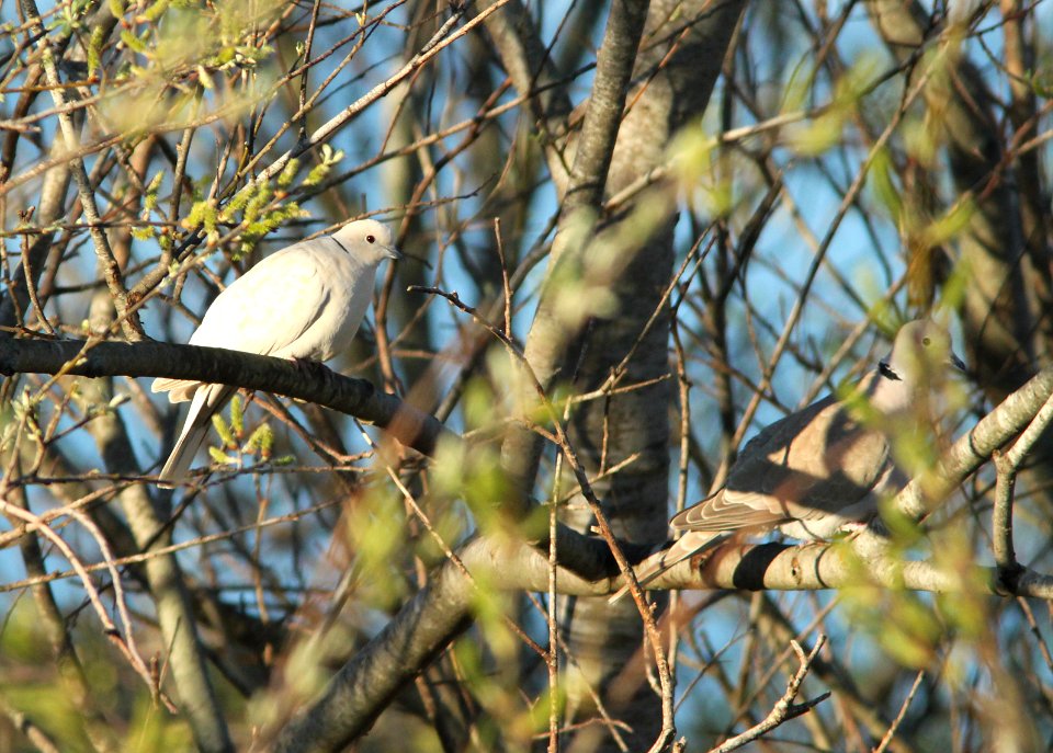 DOVE, EURASIAN COLLARED and RINGED TURTLE (2-22-10) estero bluffs state park, along route 1 just north of the fig tree, slo co, ca -04