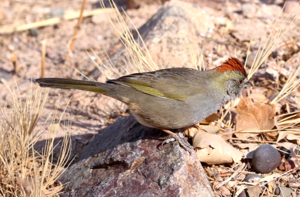859 - GREEN-TAILED TOWHEE (2-13-2021) san pedro house, cochise co, az -01