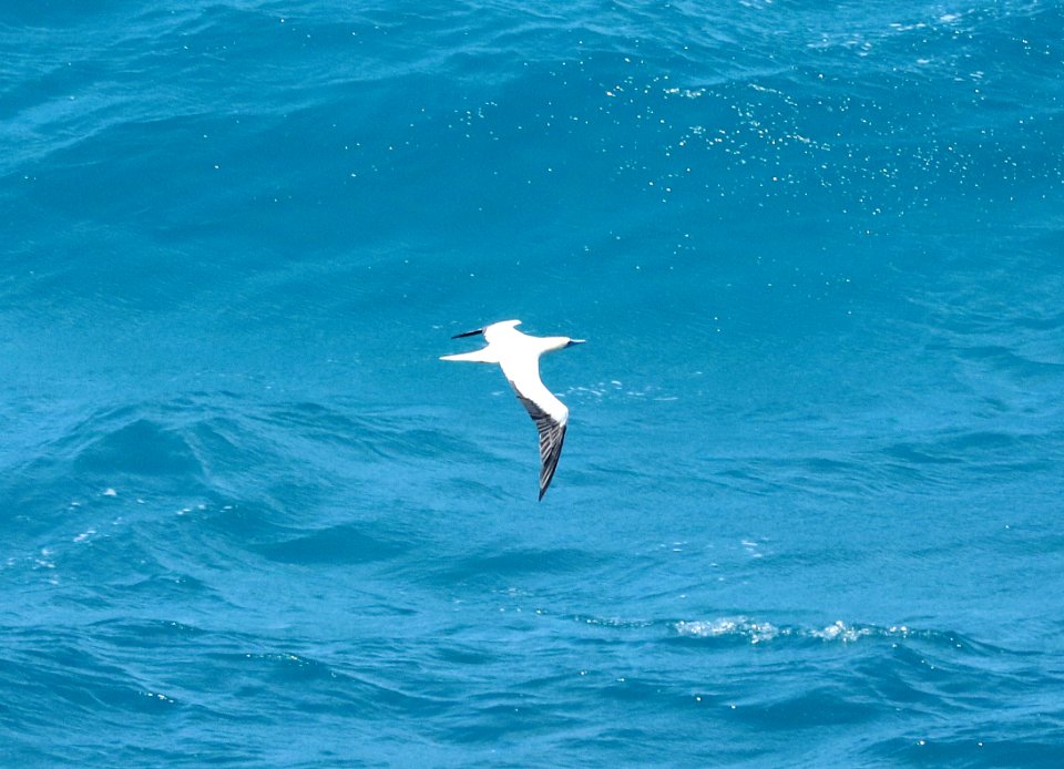 RED-FOOTED BOOBY (9-17-2017) makapu'u lookout, east coast oahu, hawaii -02