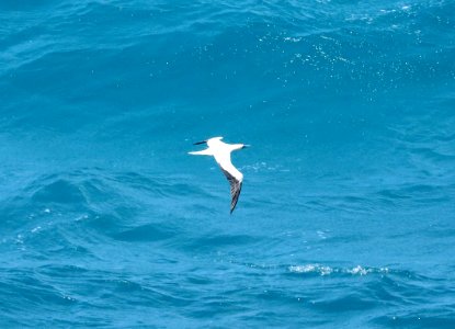 RED-FOOTED BOOBY (9-17-2017) makapu'u lookout, east coast oahu, hawaii -02