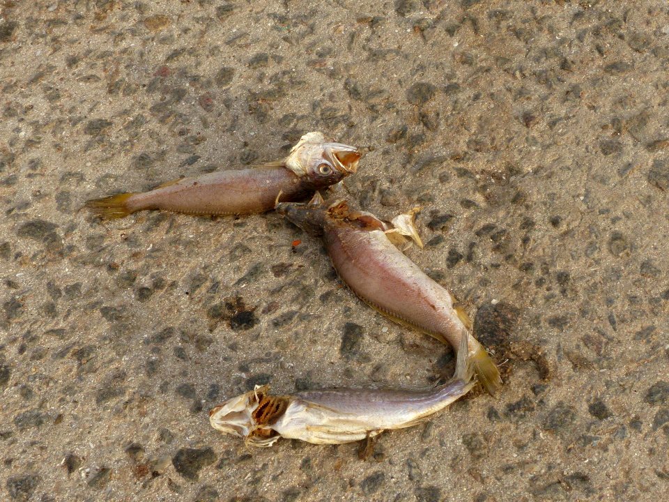 P1220544