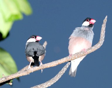 JAVA SPARROW (8-27-2017) royal kona resort, kailua-kona, hawaii -02