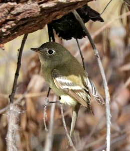 583-4 - WESTERN FLYCATCHER? (12-12-2015) patagonia lake, santa cruz co, az -01