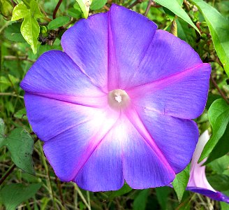 MORNING GLORY (2-4-2016) fairchild  tropical gardens, miami-dade co, fl -01