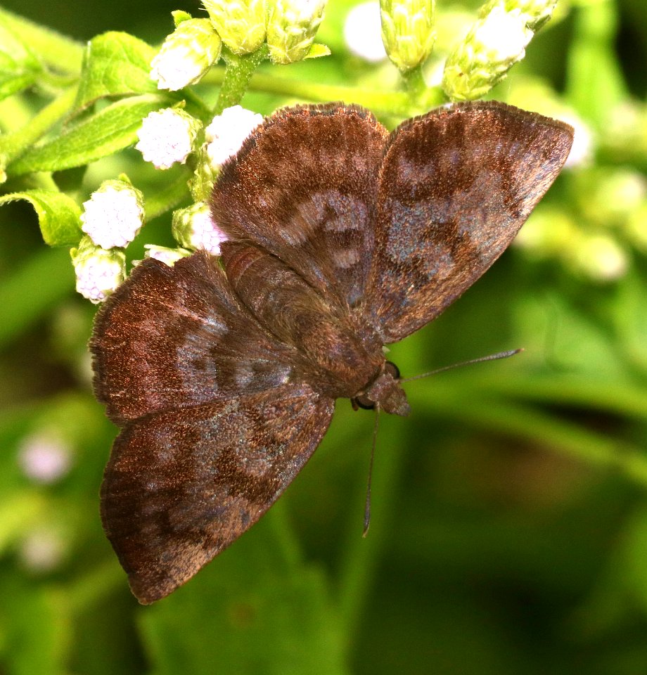 PELLICIA, GLAZED (Pellicia arina) (11-10-2016) the national butterfly center, hidalgo co, tx -06