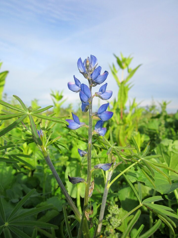 Wildflower flora plant