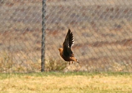 CHESTNUT-BELLIED SANDGROUSE (9-1-2017) waikoloa village athletic complex, between waimea and kona coast, hawai'i co, hawaii -06