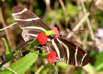 HELICONIAN, ZEBRA (Heliconius charithonia) (2-8-2016) tradwinds park, broward co, fl