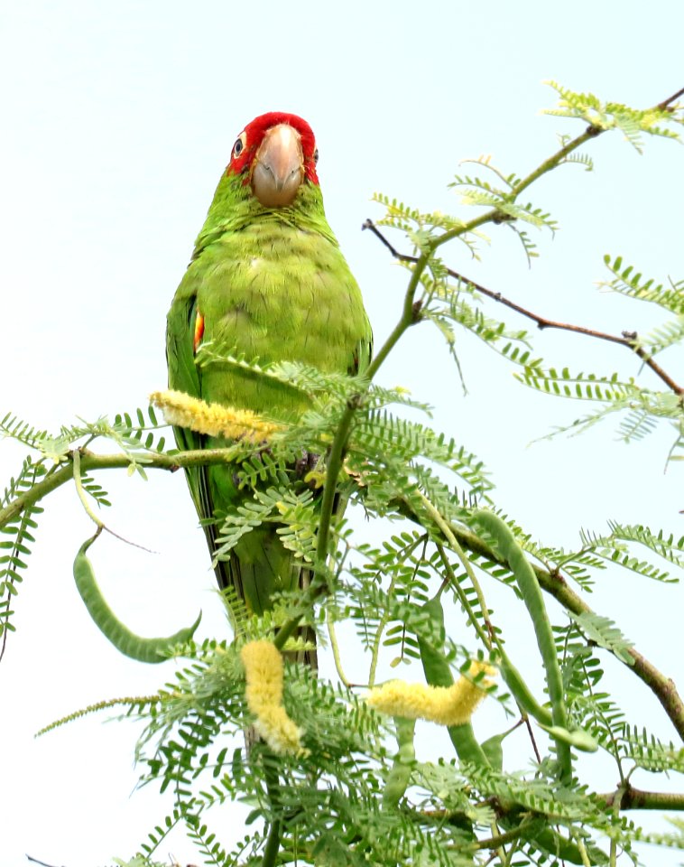 RED-MASKED PARAKEET (9-14-2017) kaloko-honokohau national historic park, kona coast, hawai'i co, hawaii -09