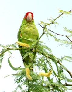 RED-MASKED PARAKEET (9-14-2017) kaloko-honokohau national historic park, kona coast, hawai'i co, hawaii -09