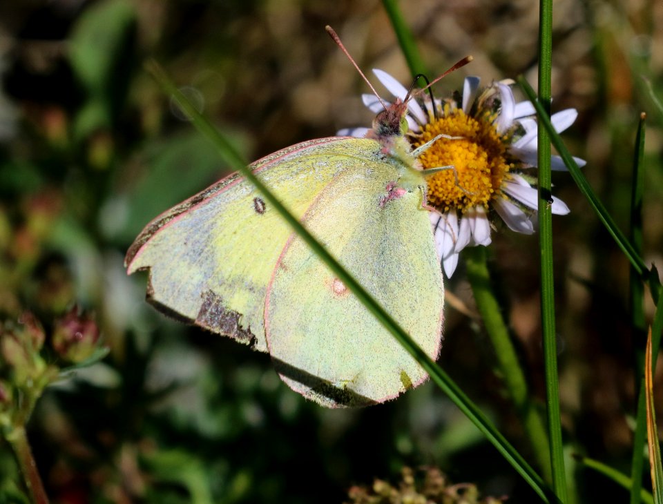 SULPHUR, SCUDDER'S (Colias scudderi) (7-27-2016) 11,500ft, lobo overlook, wolf creek pass, mineral co, co (1)