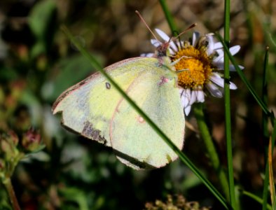 SULPHUR, SCUDDER'S (Colias scudderi) (7-27-2016) 11,500ft, lobo overlook, wolf creek pass, mineral co, co (1)