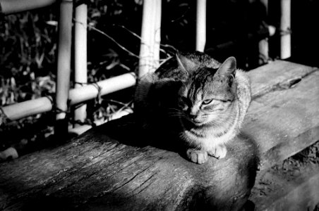 Cat at Kawagoe6.jpg photo
