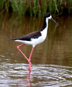 HAWAIIAN BLACK-NECKED STILT (5-4-2018) kealia pond nwr, maui co, hawaii -01