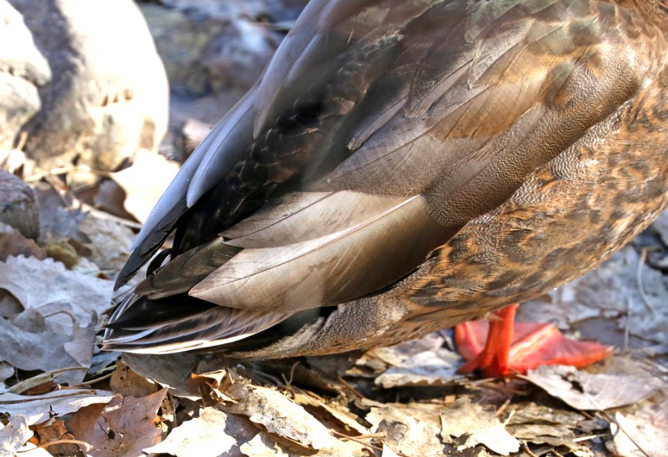 027 - MALLARD (Northern x Mexican hybrid male) (12-5-2016) farmington, san juan co, new mexico -a (5)