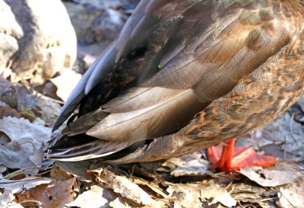 027 - MALLARD (Northern x Mexican hybrid male) (12-5-2016) farmington, san juan co, new mexico -a (5)