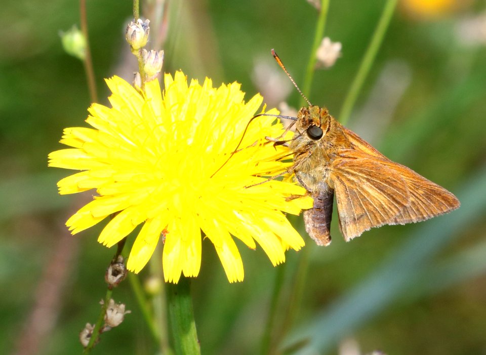 SKIPPER, DION (Euphyes dion) (6-4-2017) railroad ditch road, great dismal swamp nwr, virginia-04