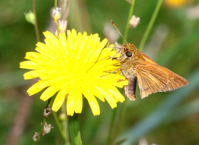 SKIPPER, DION (Euphyes dion) (6-4-2017) railroad ditch road, great dismal swamp nwr, virginia-04