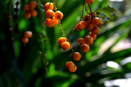 Pinchudo y naranja