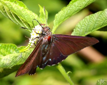 SKIPPER, MANGROVE (Phocides pigmalion) (2-2-2016) marathon key, monroe co, fl (7)