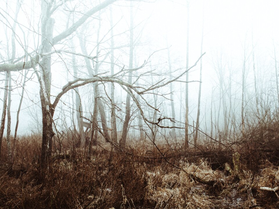 Nature trees branches