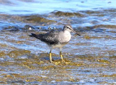 WANDERING TATTLER (9-2-2017) kaloko-honokohau nat historic park, kona area, hawai'i co, hawaii -02