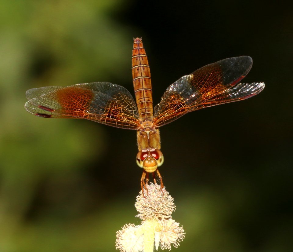 AMBERWING, MEXICAN (Perithemis intensa) (10-4-2020) sonoita creek, patagonia, santa cruz co, az -09 female