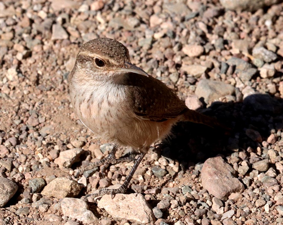 690 - ROCK WREN (1-15-2021) bill williams river nwr, la paz co, az -02