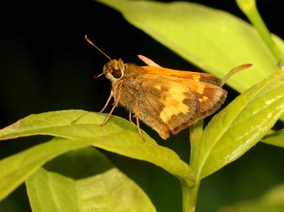 SKIPPER, HOBOMOK (Poanes hobomok) (6-2-2018) crawford co, mi -01 photo