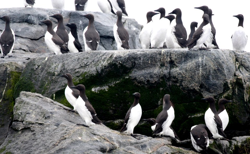400 - COMMON MURRE (6-1-2015) washington co, maine -01 - Copy