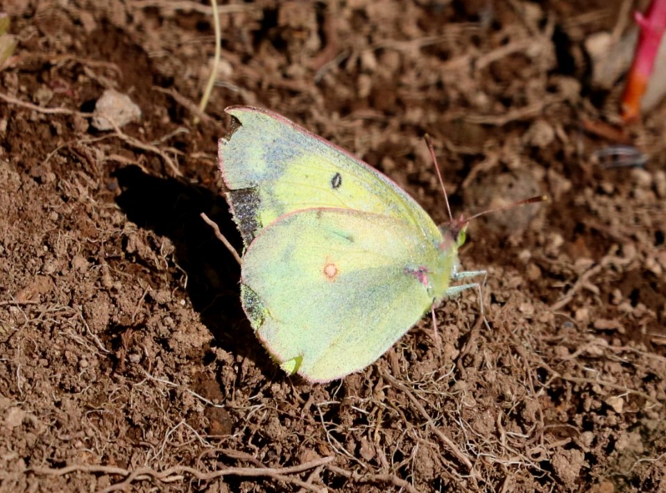 SULPHUR, SCUDDER'S (Colias scudderi) (7-27-2016) 11,500ft, lobo overlook, wolf creek pass, mineral co, co (9)