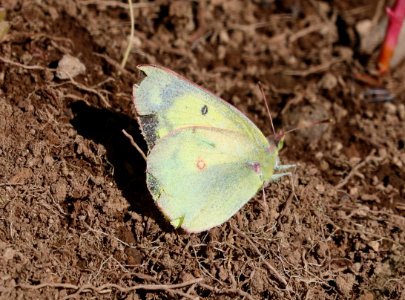SULPHUR, SCUDDER'S (Colias scudderi) (7-27-2016) 11,500ft, lobo overlook, wolf creek pass, mineral co, co (9)