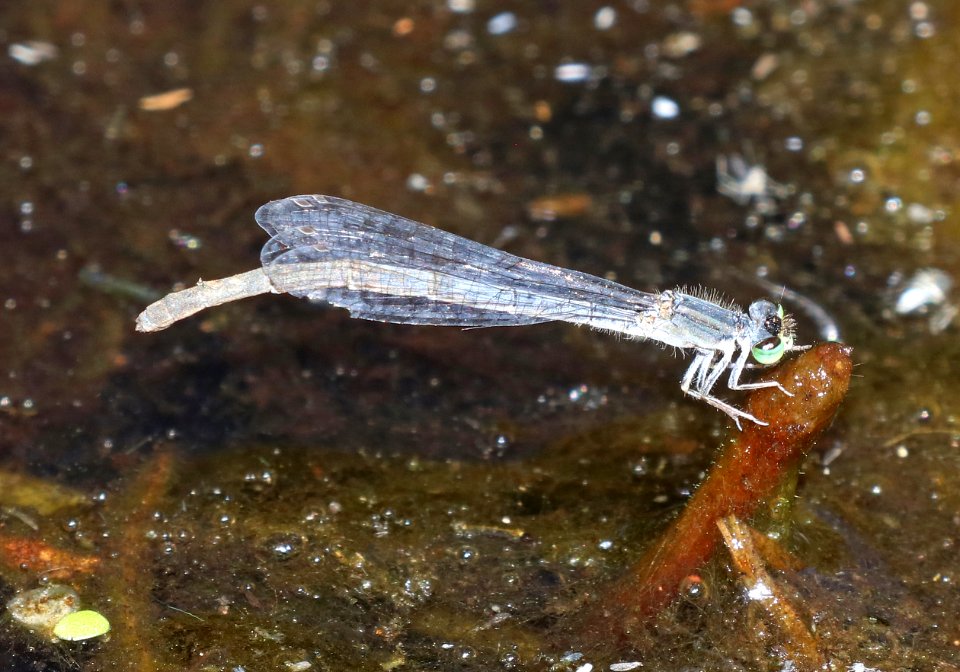 FORKTAIL, MEXICAN (Ischnura demorsa) (9-27-2020) pena blanca lake, santa cruz co, az -01 female ovipositing