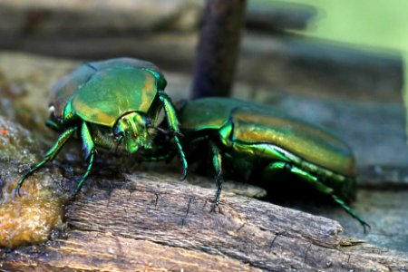 FIG BEETLE (Cotinis nitida) (10-26-2015) national butterfly center, mission, hidalgo co, tx (1) photo