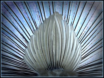 Pavo irreal