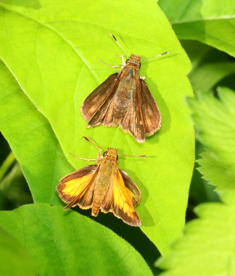 SKIPPER, HOBOMOK (Poanes hobomok) (6-7-2018) rice lake n w r, aitkin co, mn -01