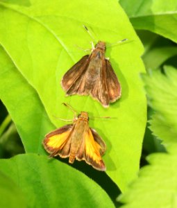 SKIPPER, HOBOMOK (Poanes hobomok) (6-7-2018) rice lake n w r, aitkin co, mn -01
