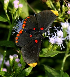 RED-BORDERED PIXIE (Melanis pixe) (10-26-2015) national butterfly center, mission, hidalgo co, tx -02