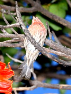 HOUSE FINCH (8-27-2017) royal kona resort, kailua-kona, hawaii -01