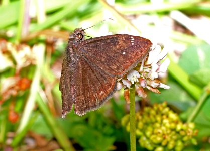 DUSKYWING, ZARUCCO ( Erynnis zarucco) (6-3-2017) campground road, outer banks, dare co, nc -04 photo
