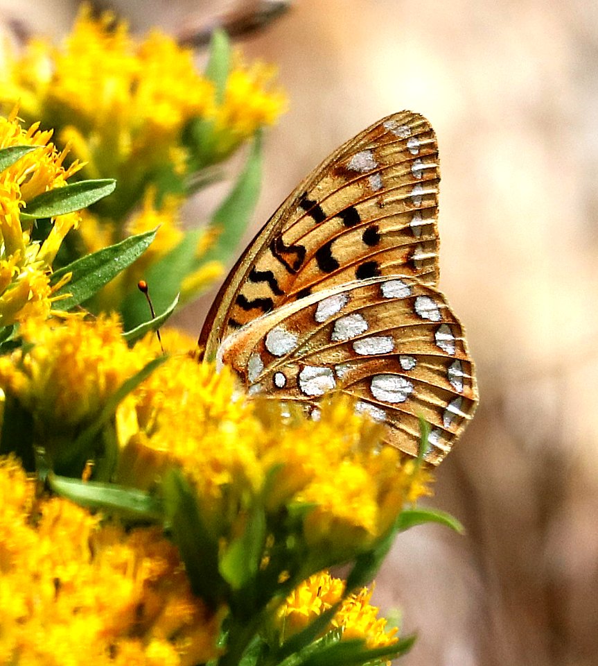 FRITILLARY, GREAT BASIN (Speyeria egleis) (8-3-2016) 7500ft, elko county, nv -04