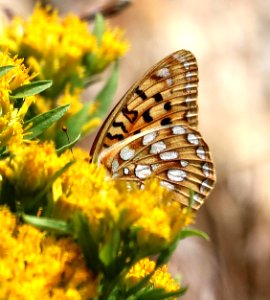 FRITILLARY, GREAT BASIN (Speyeria egleis) (8-3-2016) 7500ft, elko county, nv -04