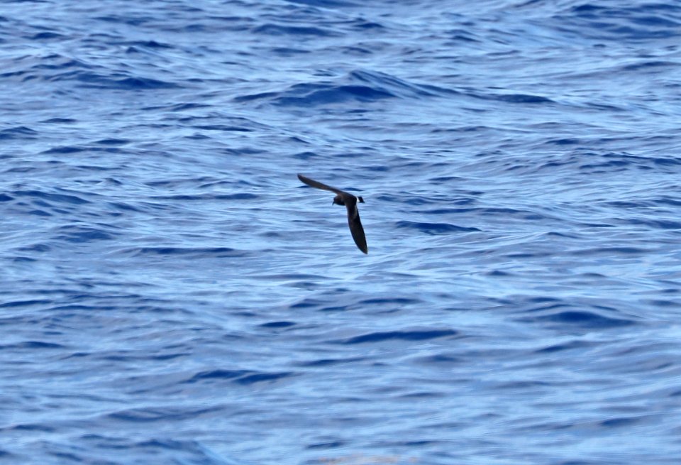 150 - BAND-RUMPED STORM-PETREL (5-31-2017) off hatteras, dare co, nc (5)