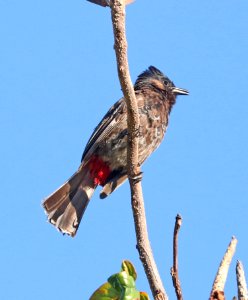 RED-VENTED BULBUL (8-27-2017) keehi beach park, honolulu, oahu, hawaii -08
