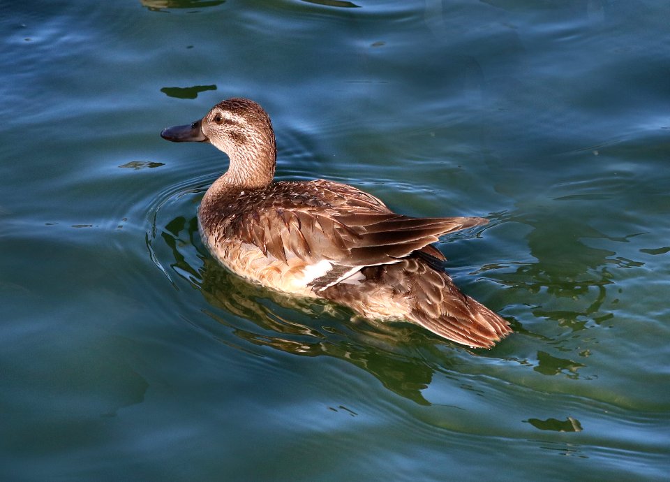 037 - GARGANEY (12-21-2017) santa maria, santa barbara co, ca (31)