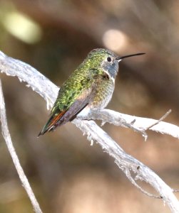 503 - BROAD-TAILED HUMMINGBIRD (5-10-2016) sycamore canyon, pajarito mts, santa cruz mts, az -01