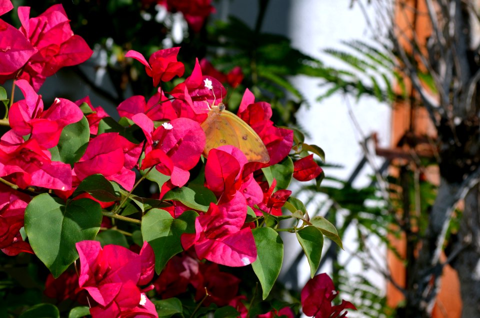 Mariposantarita