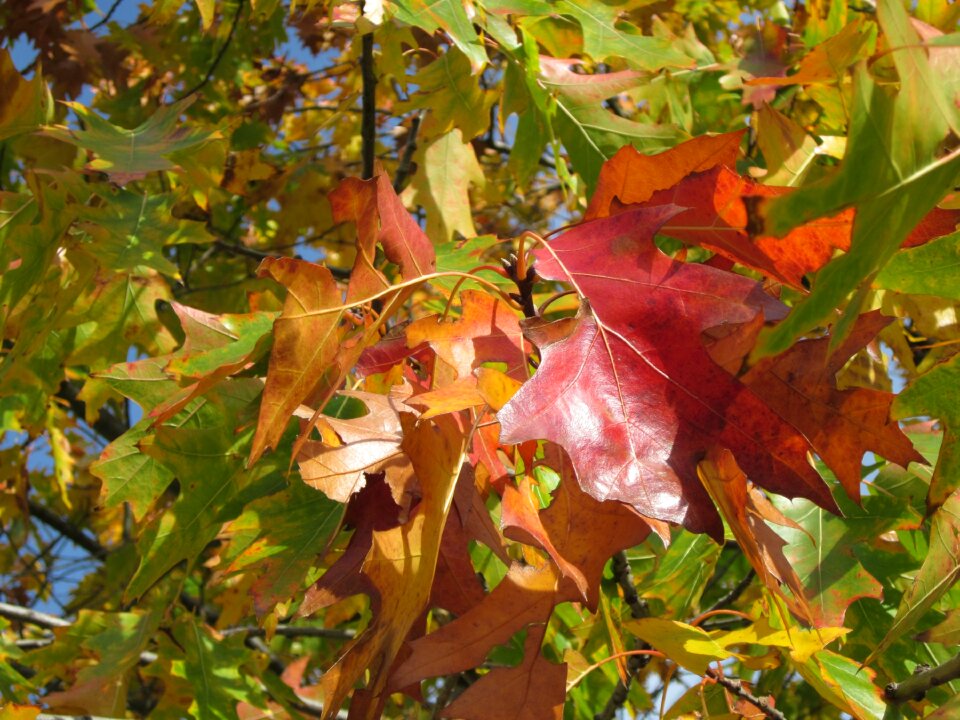 Leaves autumn foliage